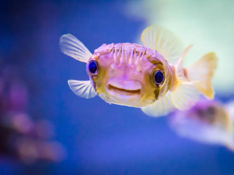 Close-up of porcupine puffer fish in aquarium with blurred colorful background
