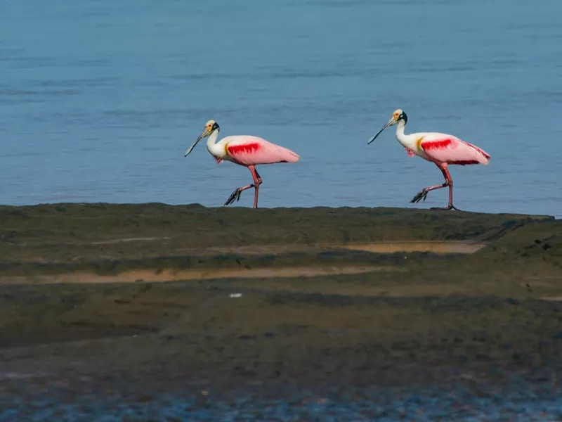 Roseate spoonbill pair wading in Costa Rica
