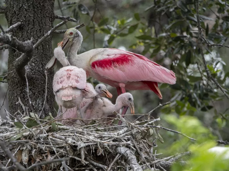 Roseate Spoonbill feeding young