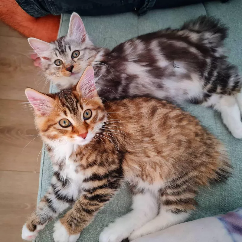 Kurilian Bobtail