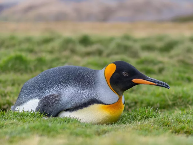 Individual king penguin