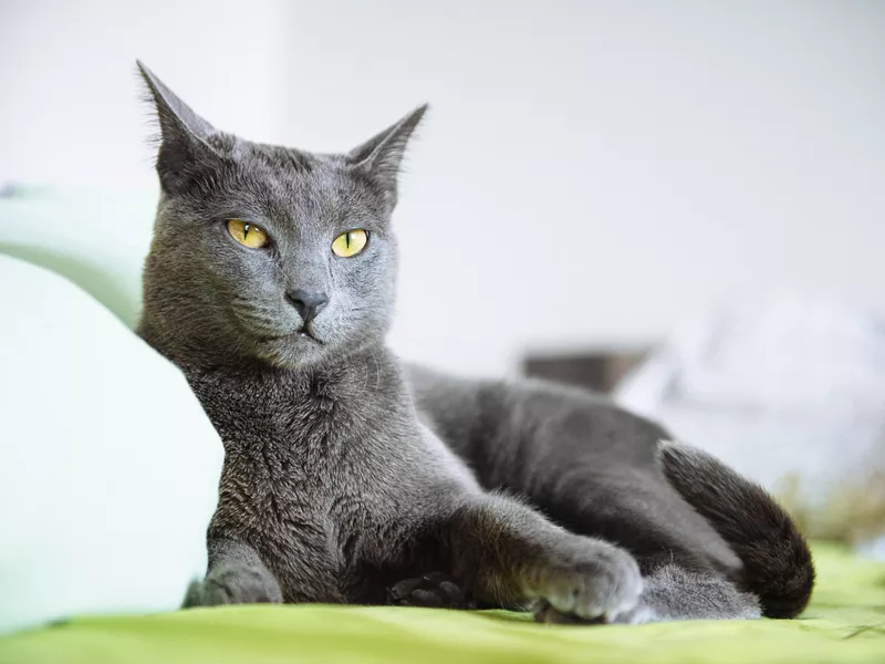 Russian blue cat