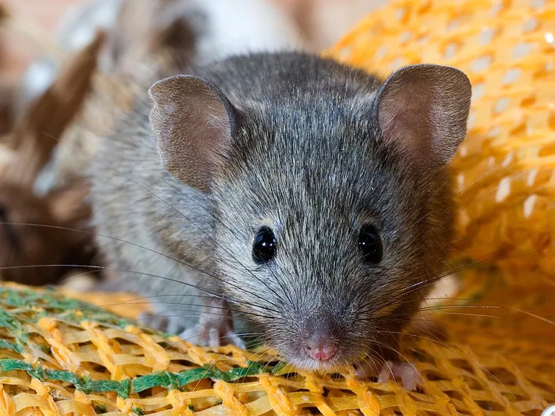 House Mouse