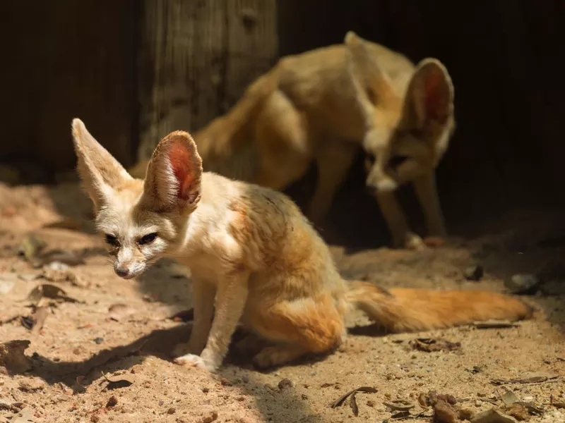Two fennec foxes on the sand