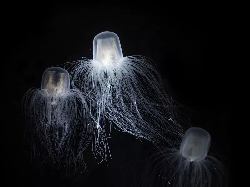 Box jellyfish