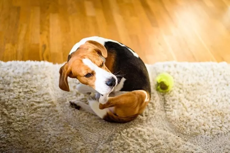 Dog scratching himself