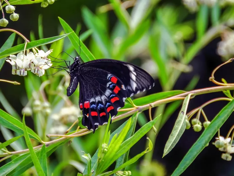 Orchard Swallowtail Butterfly