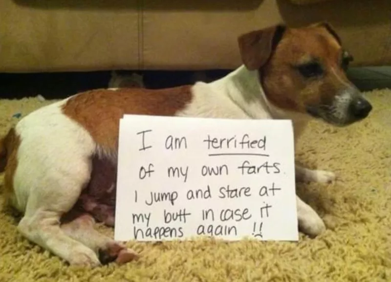 Funny dog photo