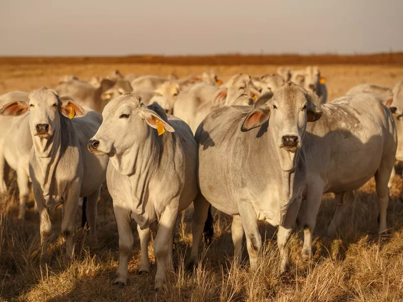 Brahman cows