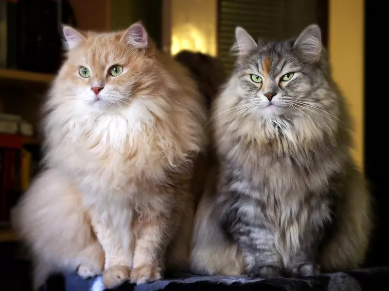 Siberian cats