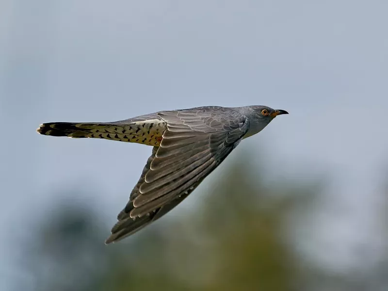 Cuckoo