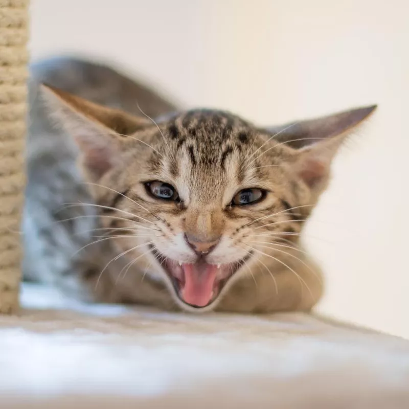 Ocicat