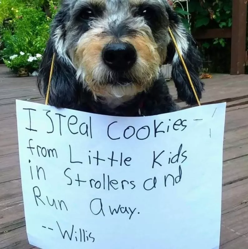 Dog with sign on his head