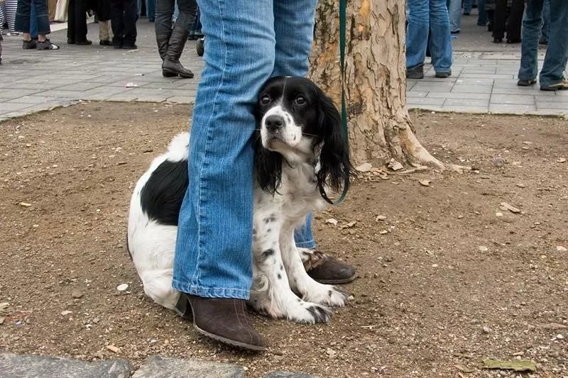 Dog body language indicating this shy dog is scared