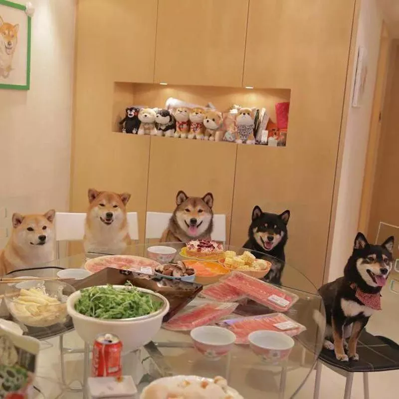 Shiba Inu colors