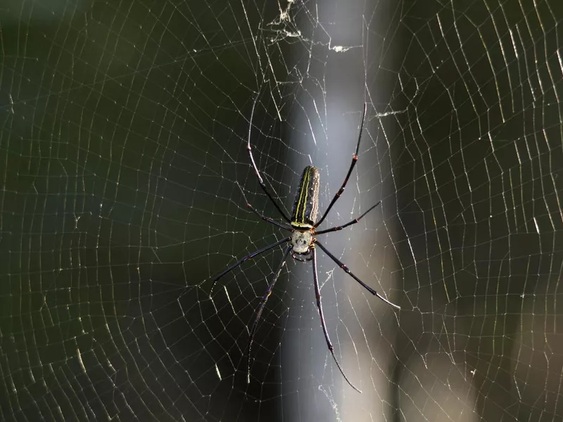 GIANT CRAB SPIDER, Heteropoda maxima Heteropoda genus. Dandeli National Park, India