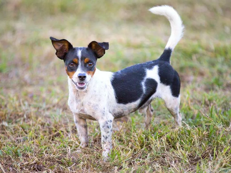 Rat terrier mix in grass