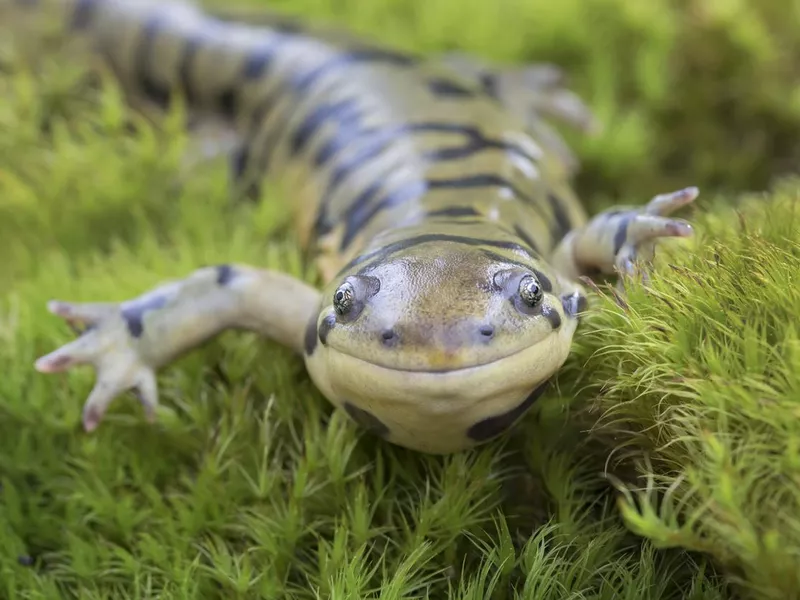 Tiger Salamander