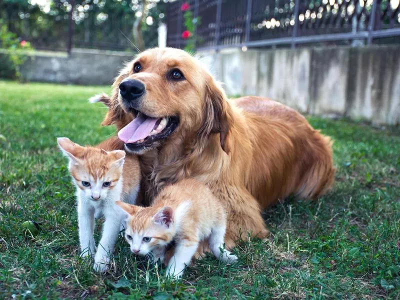 other animals
