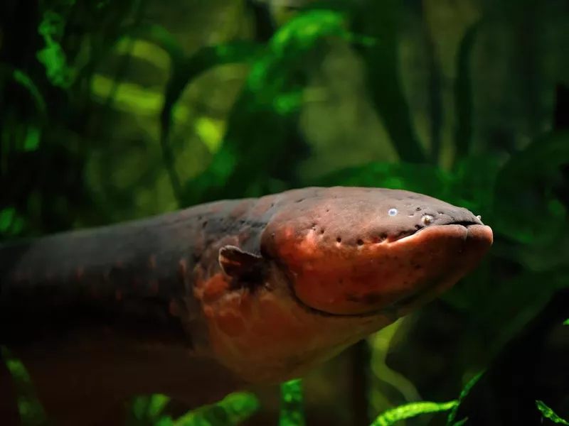 Electric eel