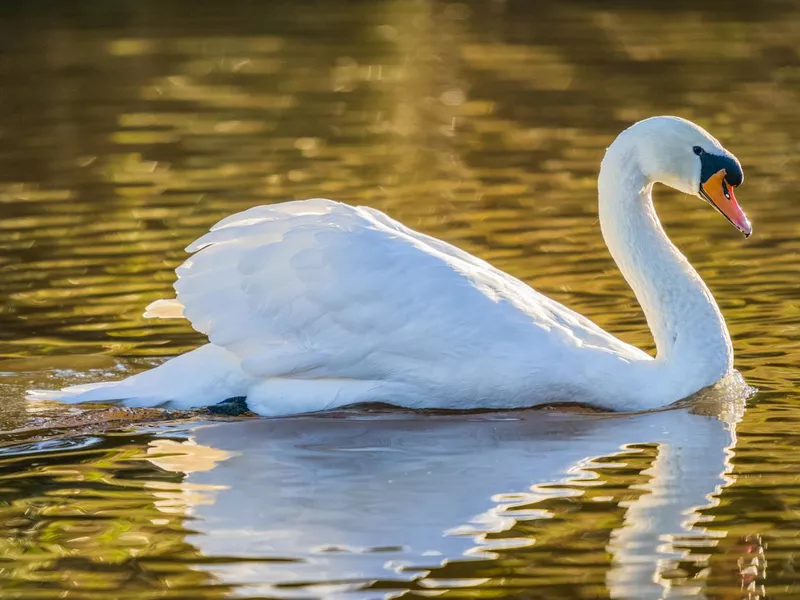 Mute Swan
