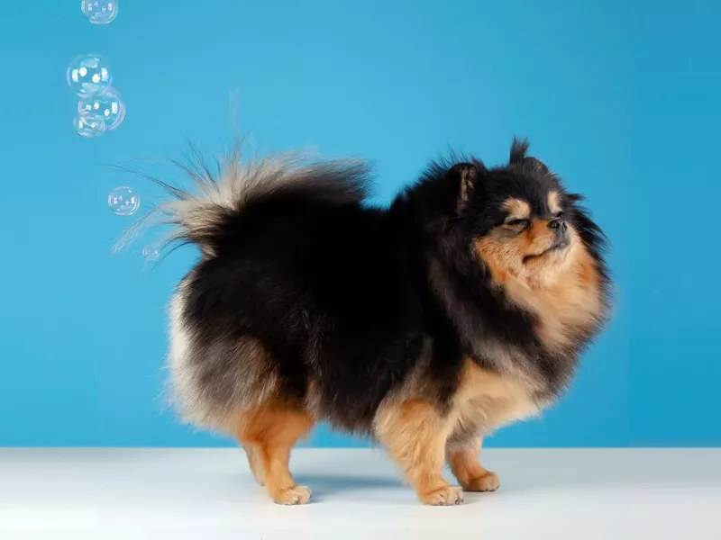 Pomeranian spitz dog fart