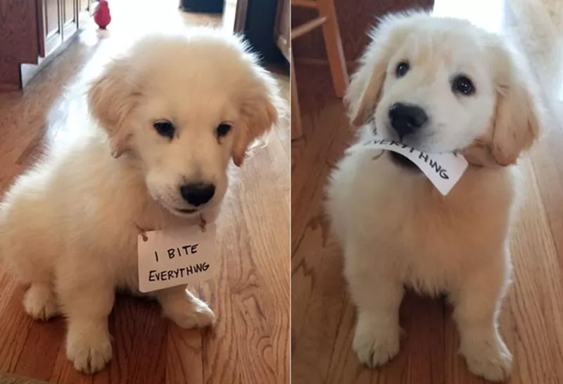 Puppy likes to bite