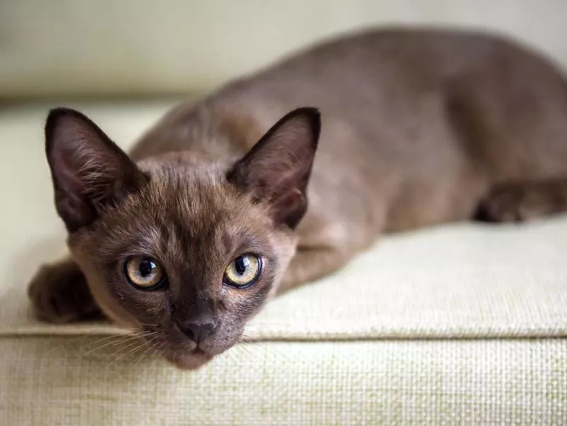 European Burmese Cats