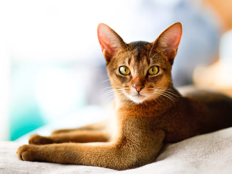 Young Abyssinian cat