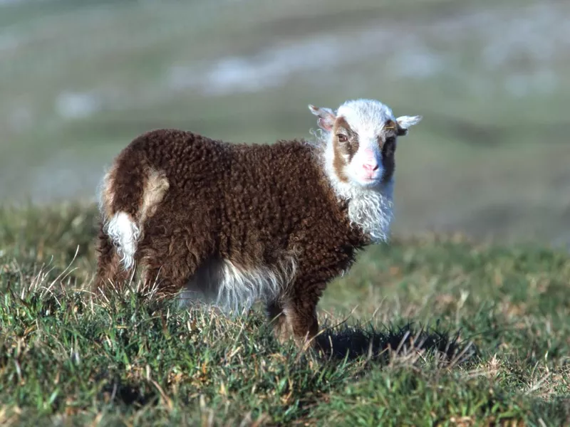 Shetland Lamb
