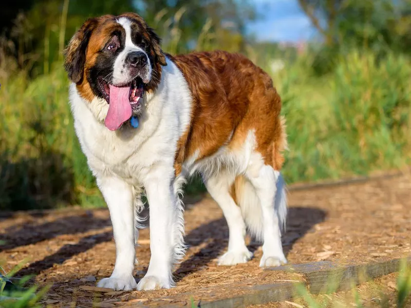 Happy Saint Bernard at the dog park