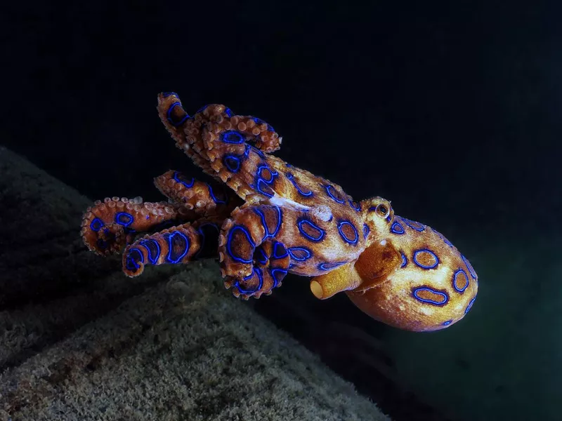 The Deadly Blue ringed octopus