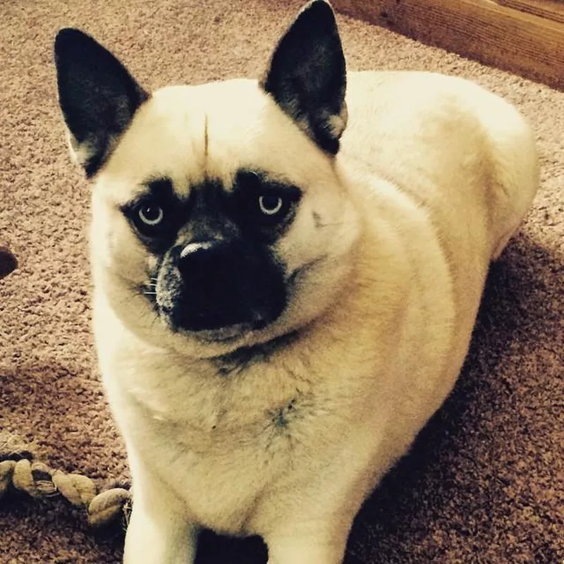 Fun Fact: Husky Pug Mix
