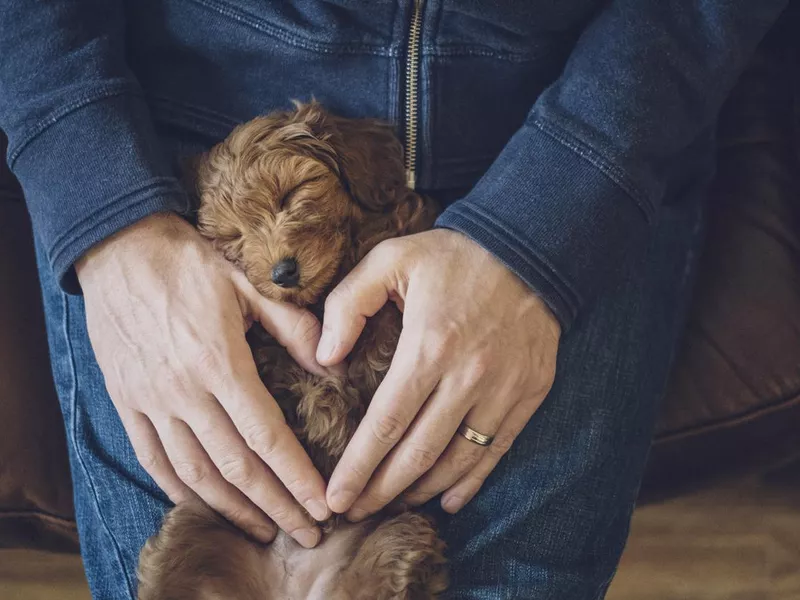 Puppy