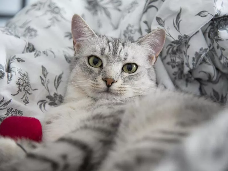 Egyptian Mau Cats