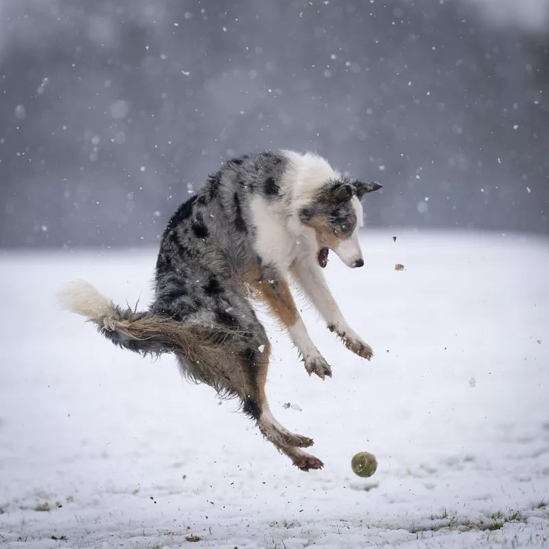 Revenge of the Tennis Ball