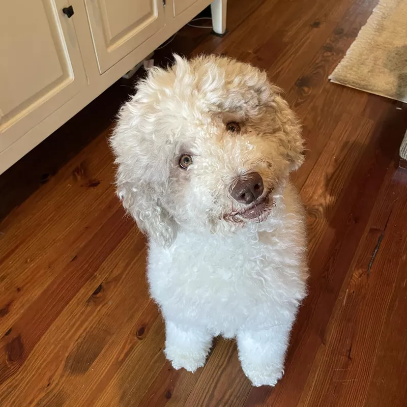 Smiling sheepadoodle