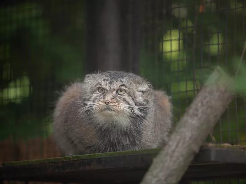 Pallas cat in Rigas Zoo, Latvija