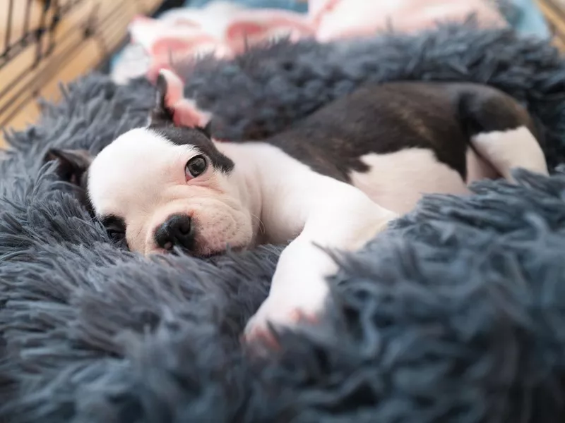 Puppy laying down
