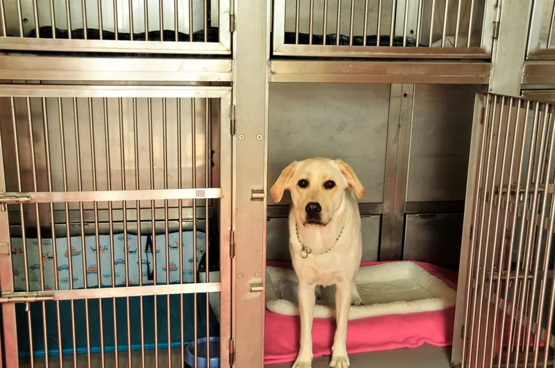 Cruise Ship Kennel