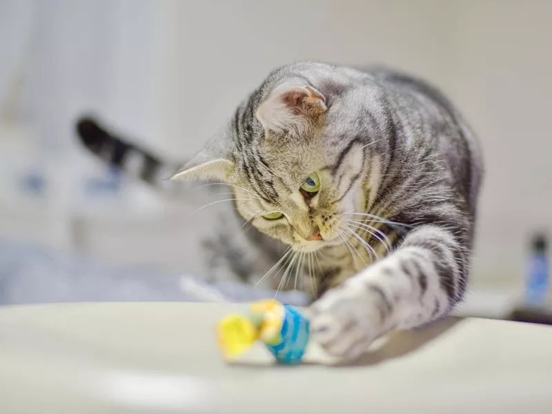 Cat playing with candy