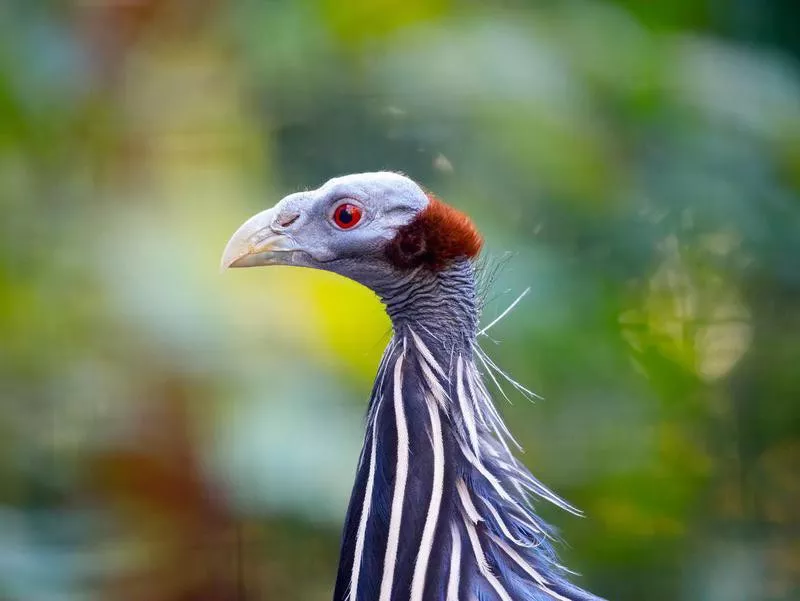 Vulturine guineafowl