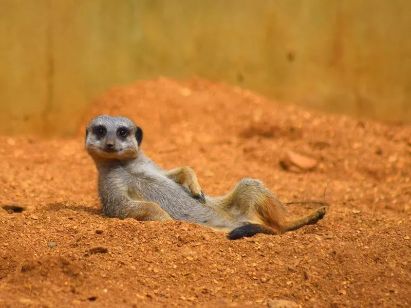 Meerkat