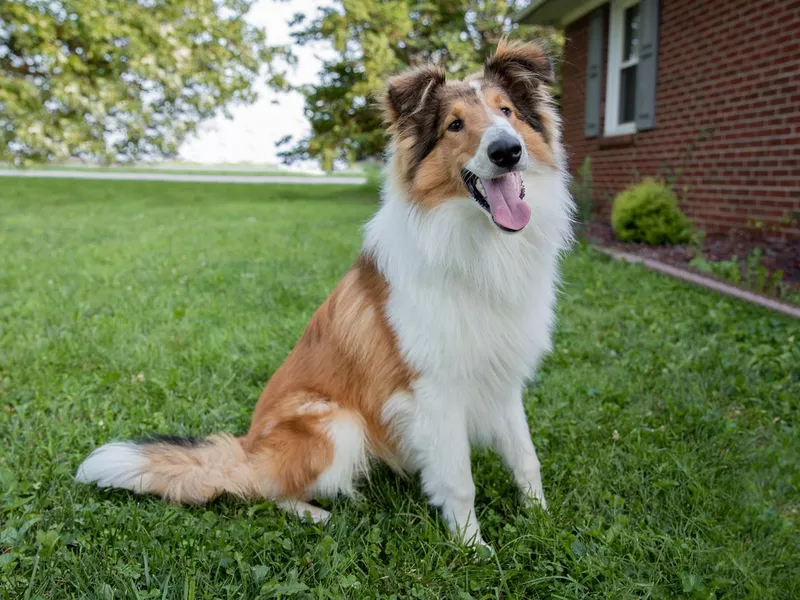 Portrait of Border Collie dog