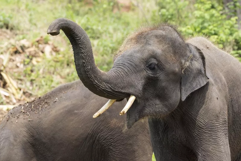 Asian elephant with small tusks