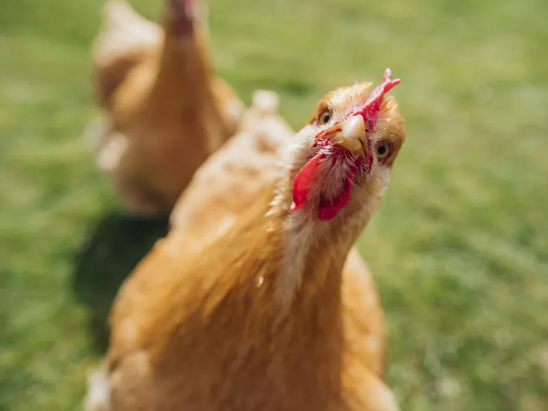 Buff Orpington Hen