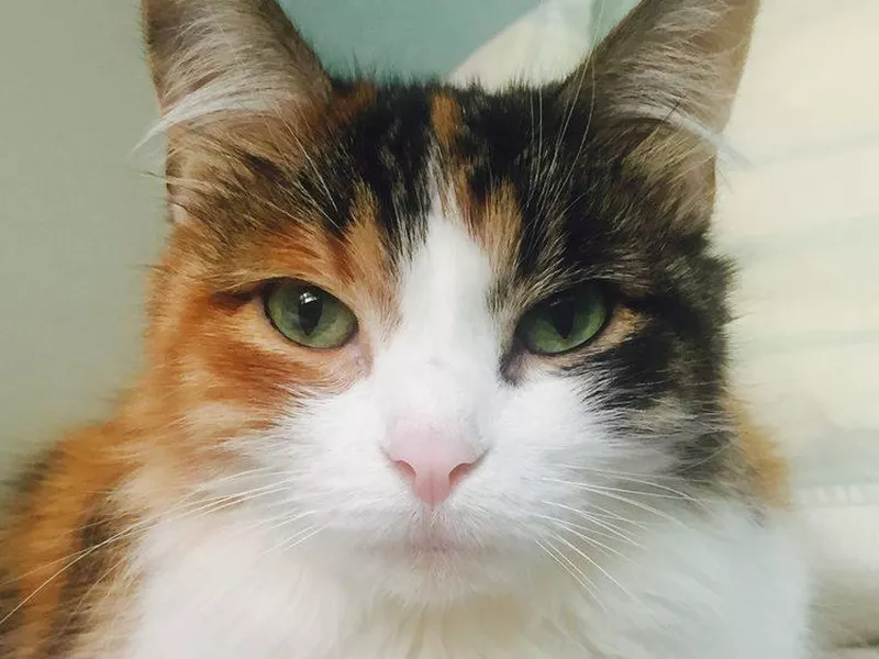 A tri-colored cat named Stella