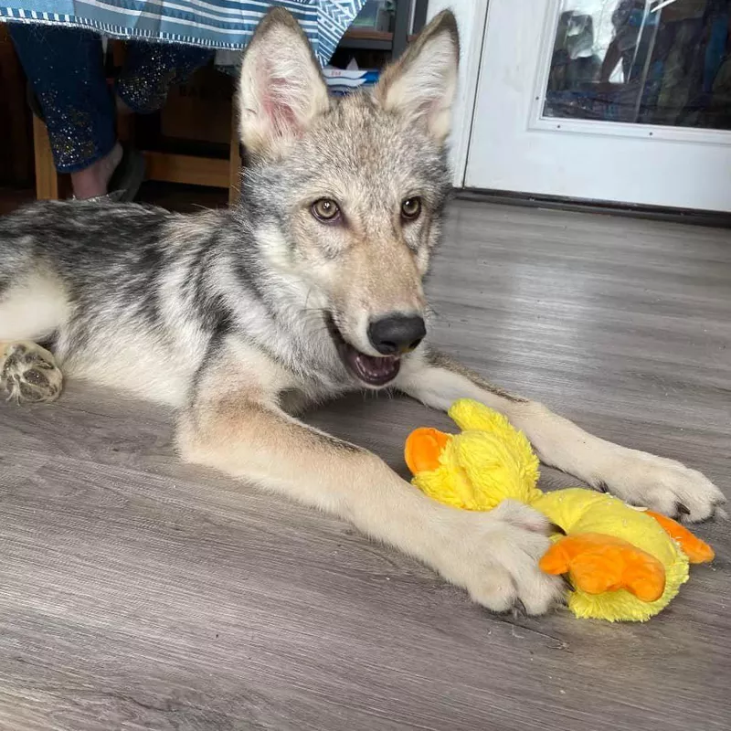 Wolf instincts