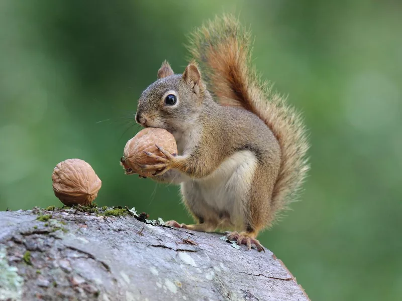 Squirrel holds a Nut