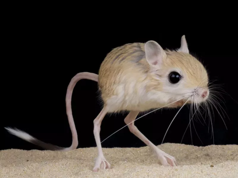 Baluchistan Pygmy Jerboa